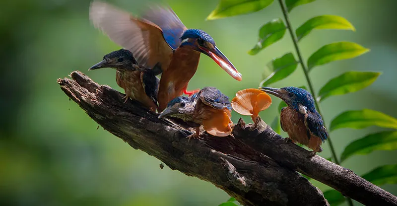 التنوع البيولوجي