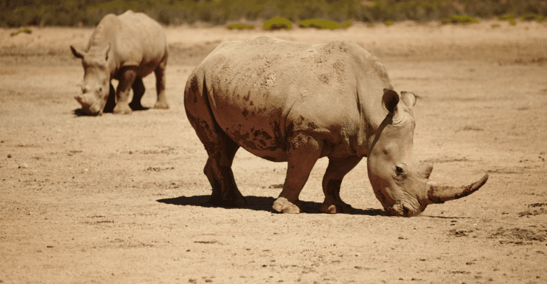 الكائنات المهددة بالانقراض