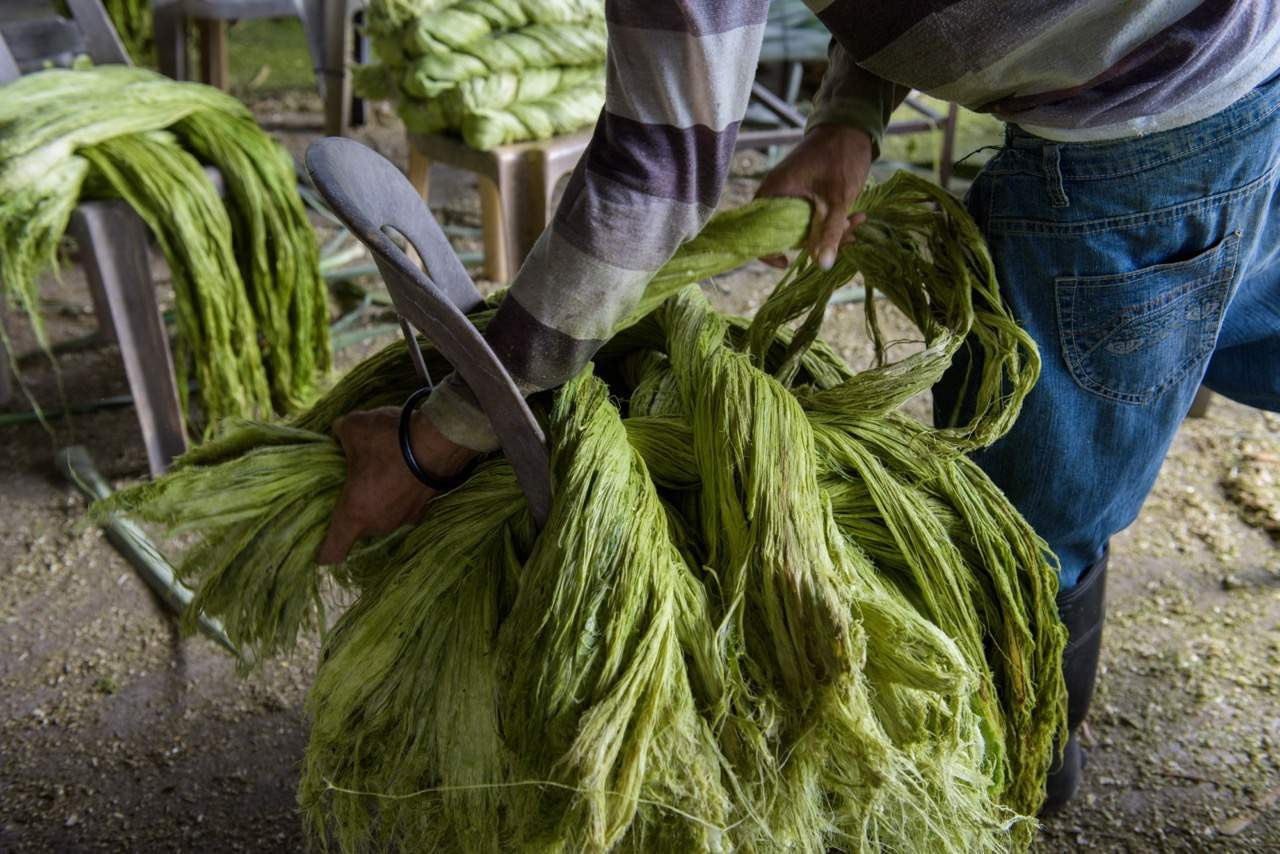 الفرق بين الجلود النباتية والجلود الحيوانية