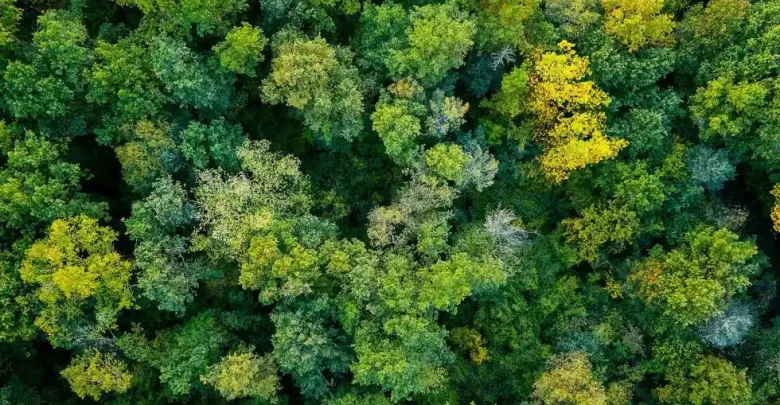 الموضة المستدامة