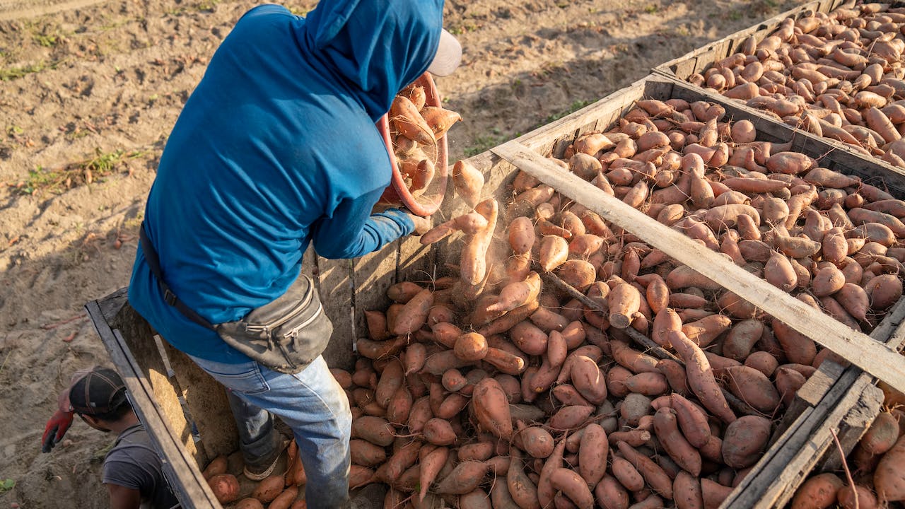 فوائد البطاطا الحلوة