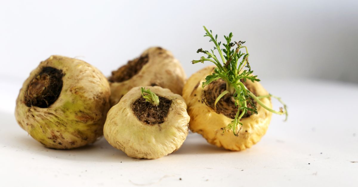 عشبة الماكا أو جذور الماكا