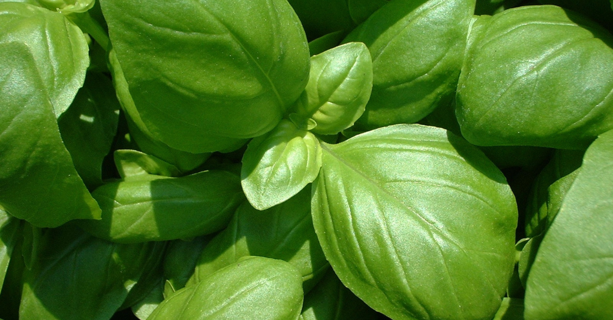 فوائد الريحان