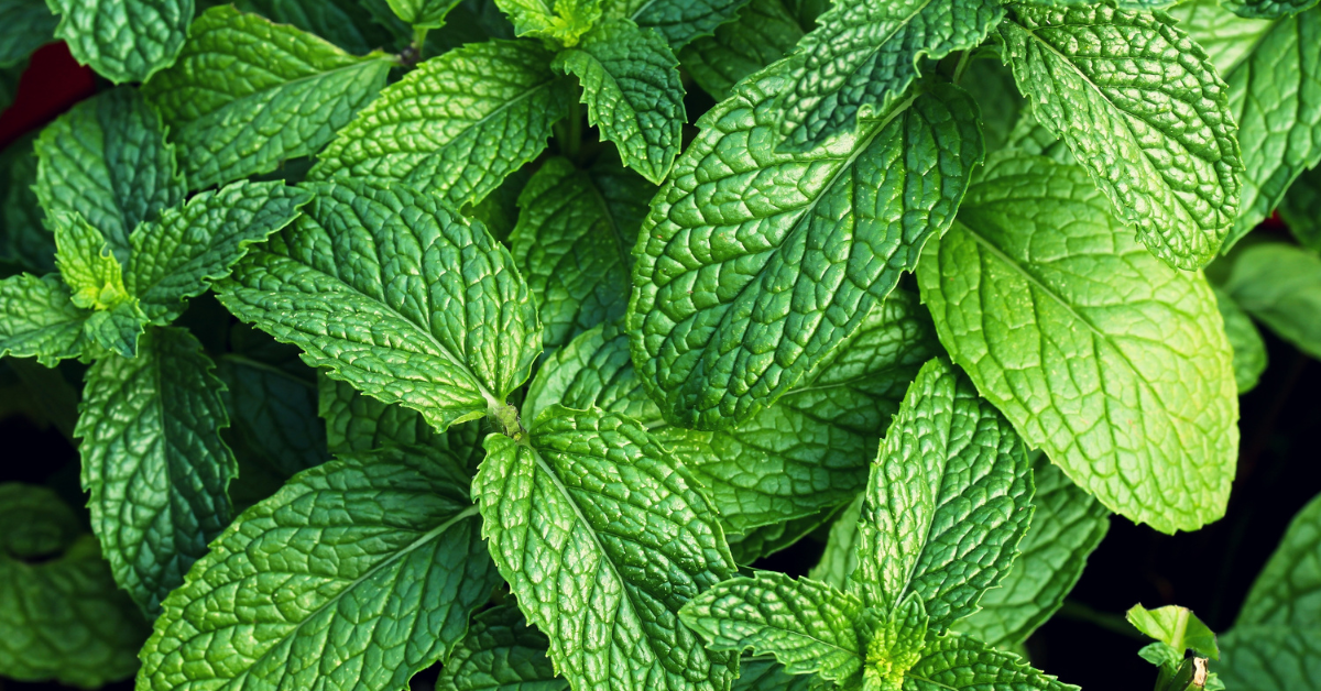 فوائد النعناع