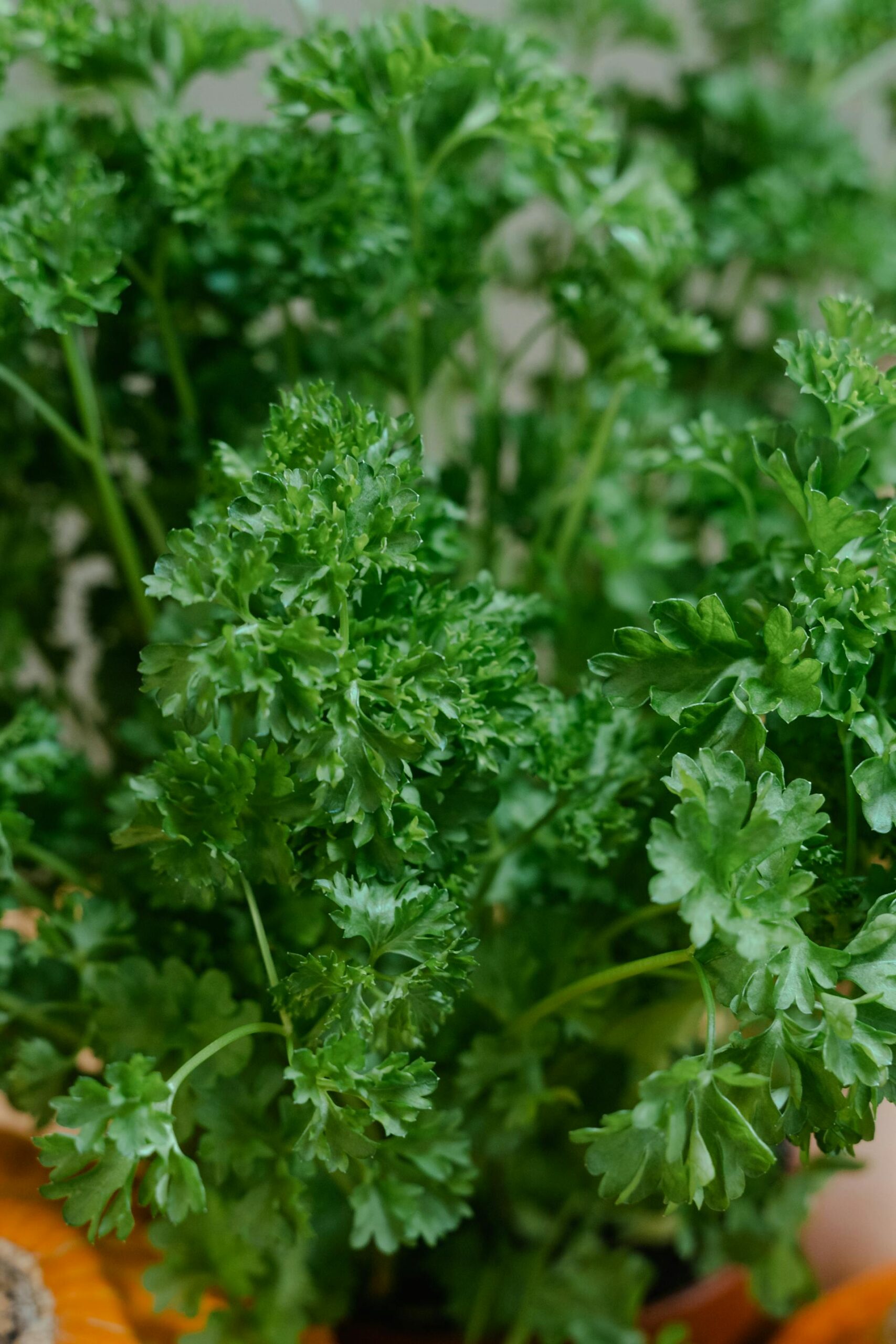 الجذور الحرة