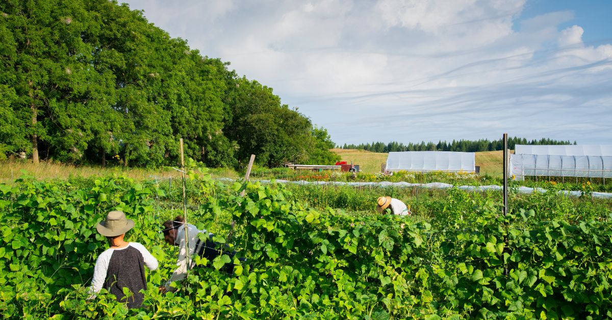 الزراعة المستدامة