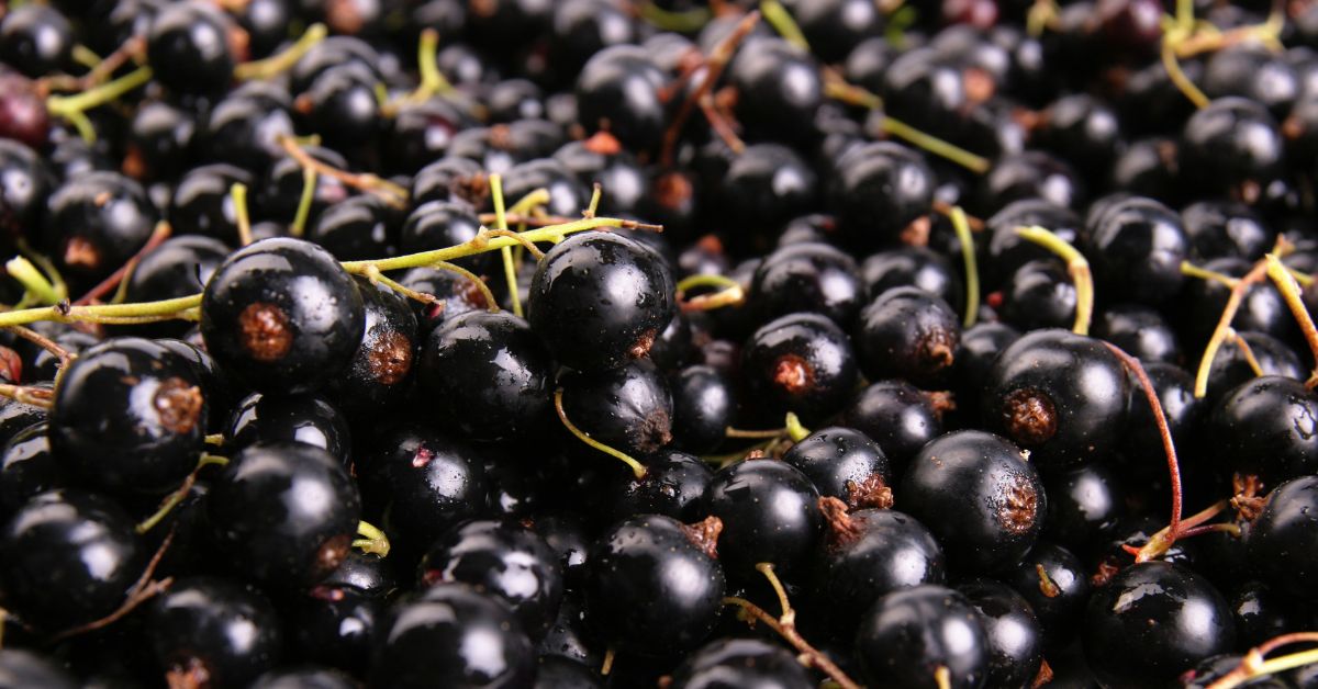 فوائد الكشمش الأسود