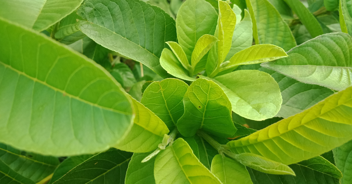 فوائد أوراق الجوافة