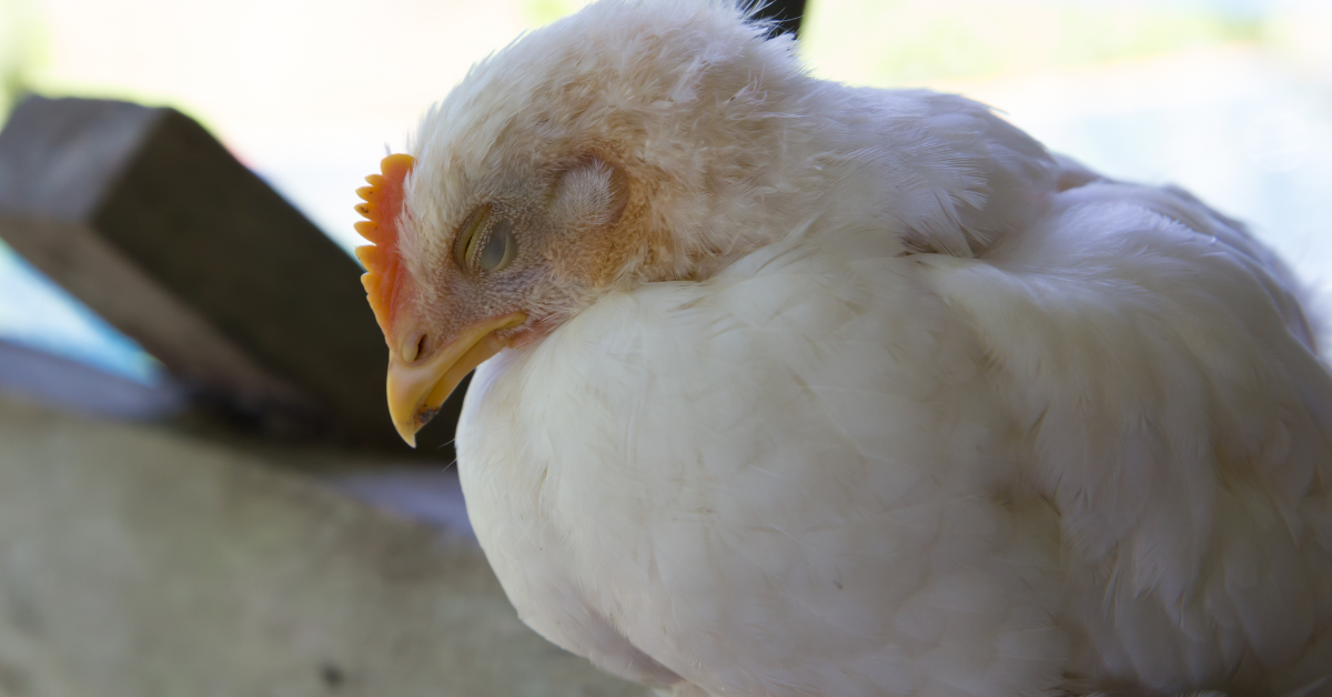 إنفلونزا الطيور